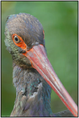 Naturfotografie # Landschaftsfotografie # Roland Valter # Fotograf # Aachen # rolva