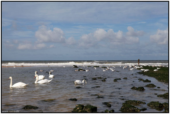 Schwäne im Meer#Sonderbares