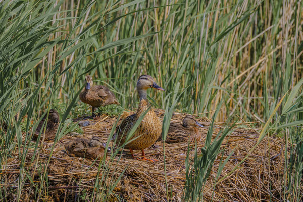 Naturfotografie # Landschaftsfotografie # Roland Valter # Fotograf # Aachen # rolva