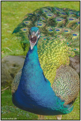 Naturfotografie # Landschaftsfotografie # Roland Valter # Fotograf # Aachen # rolva