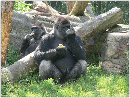 Stinkefinger#digitus impudicus #Sonderbares