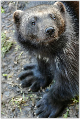 Naturfotografie # Landschaftsfotografie # Roland Valter # Fotograf # Aachen # rolva