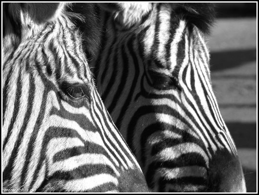 Naturfotografie # Landschaftsfotografie # Roland Valter # Fotograf # Aachen # rolva