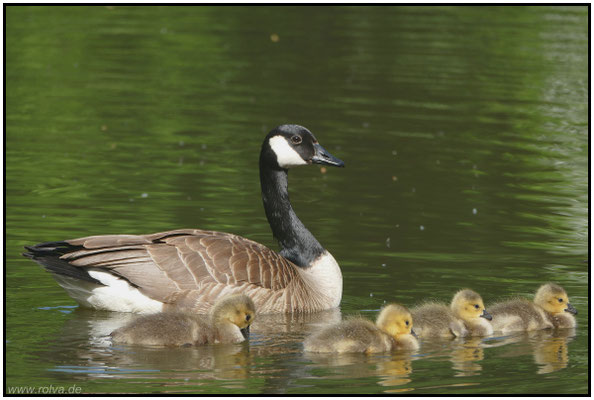 Naturfotografie # Landschaftsfotografie # Roland Valter # Fotograf # Aachen # rolva