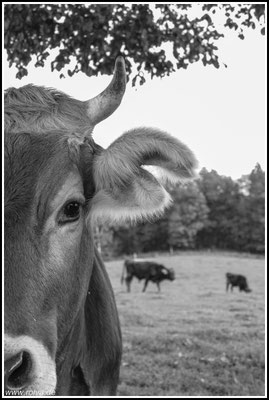 Naturfotografie # Landschaftsfotografie # Roland Valter # Fotograf # Aachen # rolva