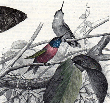 OHRENSAUSEN 74 ( DIE SCHÖNHEIT DIESER WELT / DAS WISSEN 