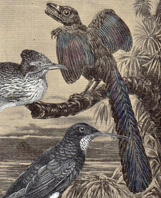 OHRENSAUSEN 68 ( STILLE BEOBACHTER )