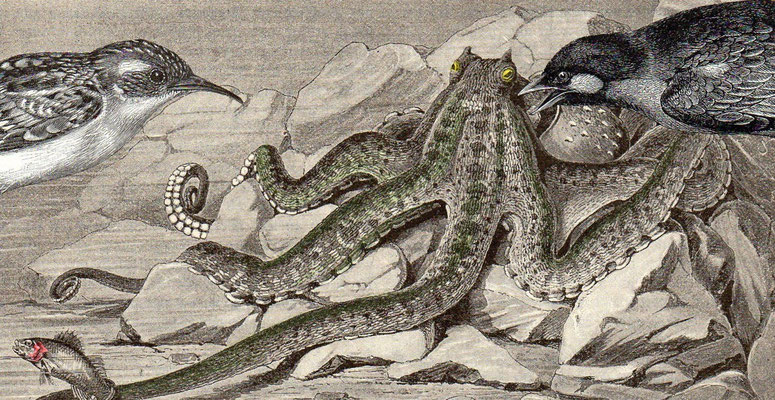 OHRENSAUSEN 72 ( STILLE BEOBACHTER 