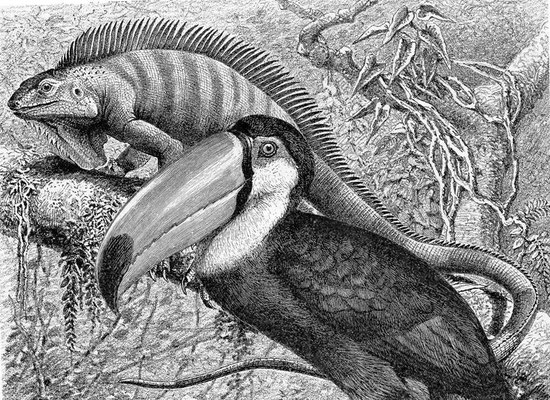 OHRENSAUSEN 71 ( STILLE BEOBACHTER ) 