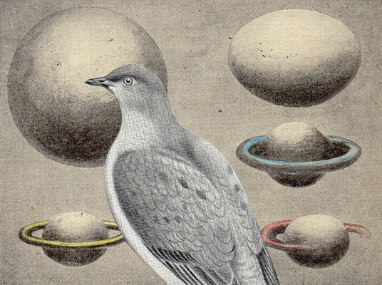 OHRENSAUSEN 67 ( STILLE BEOBACHTER )