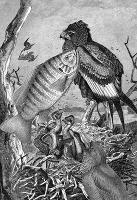 OHRENSAUSEN 47 ( STILLE ) 