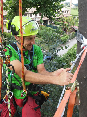 Consolidamento statico con cavo in acciaio su bagolaro eseguito con tecnica tree climbing - Marco Montepietra