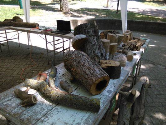 Alcuni campioni legnosi esposti a scopo dimostrativo durante un evento di divulgazione sugli alberi a cura degli Arbonauti