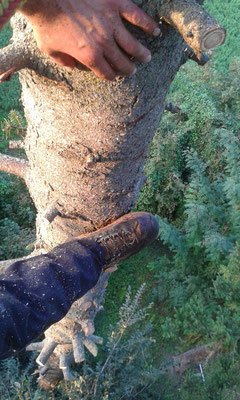 Abbattimento di un abete con tecnica tree climbing - Marco Montepietra
