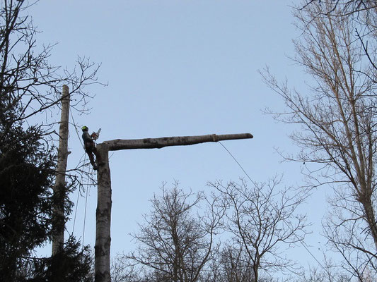 Abbattimento di un pioppo con tecnica tree climbing - Marco Montepietra