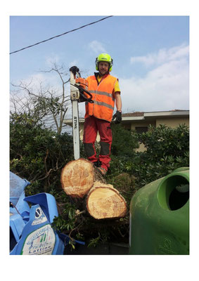 Rimozione di albero caduto in seguito a fortunale - Marco Montepietra