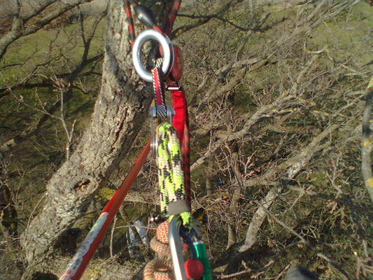 Dispositivo D.P.I. specifico per il tree climbing - Marco Montepietra