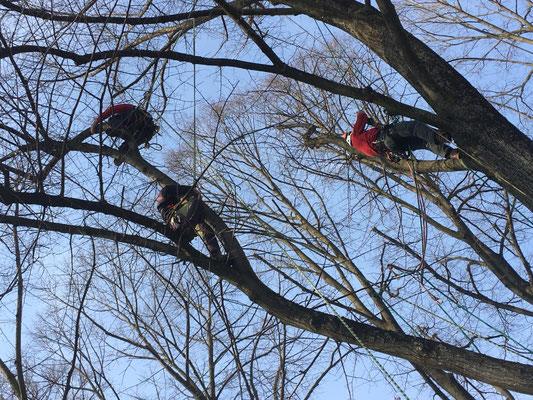 Allievi durante prove di movimentazione in pianta - Corso di Tree climbing tenuto da Arbonauti  