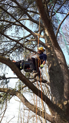 Allievi effettuano manovre di soccorso in pianta - Corso di Tree climbing tenuto da Arbonauti presso il Parco della Cittadella, Parma 