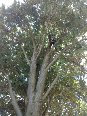 Fase di accesso in quota durante potatura di un tiglio con tecnica tree climbing - Marco Montepietra