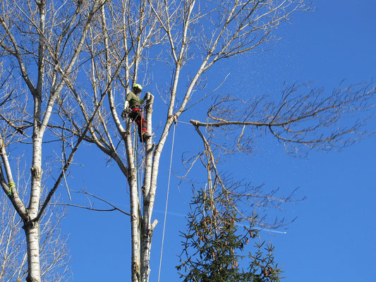 Abbattimento controllato di un pioppo con tecnica tree climbing - Marco Montepietra
