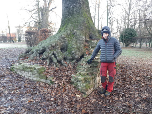 Apparato radicale parzialmente esposto di una quercia radicata su alcune rovine in muratura - Marco Montepietra - Parco Ducale, Parma 