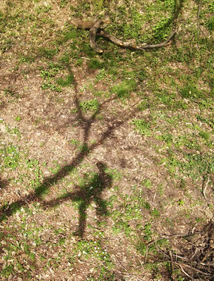 Ombra; potatura di un castagno con tecnica tree climbing - Marco Montepietra