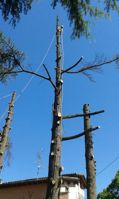 Abbattimento controllato di cedri con tecnica tree climbing - Marco Montepietra