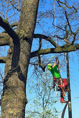 Fase di risalita durante accesso in tree climbing su quercia - Marco Montepietra