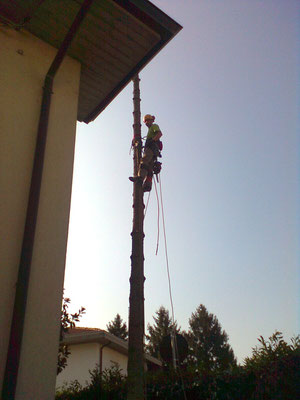 Abbattimento controllato di un abete con tecnica tree climbing - Marco Montepietra