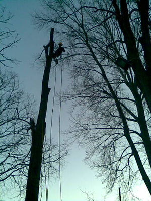 Abbattimento controllato di una  robinia con tecnica tree climbing - Marco Montepietra