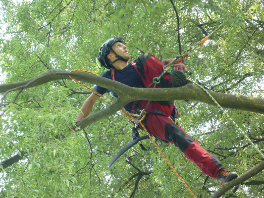 Certificazioni ETW Monza 2013, prova di simulazione di potatura in tree climbing - Marco Montepietra