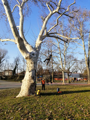 Allievi durante prove di risalita - Corso di tree climbing tenuto da Arbonauti presso il Parco della Cittadella, Parma 