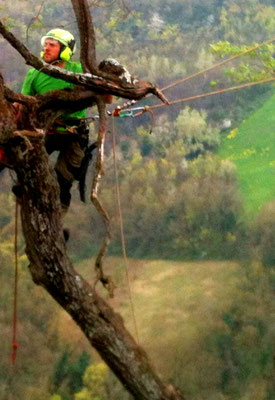Potatura di un vecchio mandorlo in tree climbing - Marco Montepietra