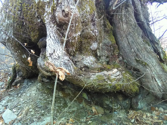 La grande base del tronco di un castagno secolare 