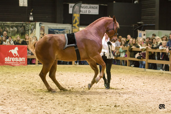 QB in work in hand - collected canter