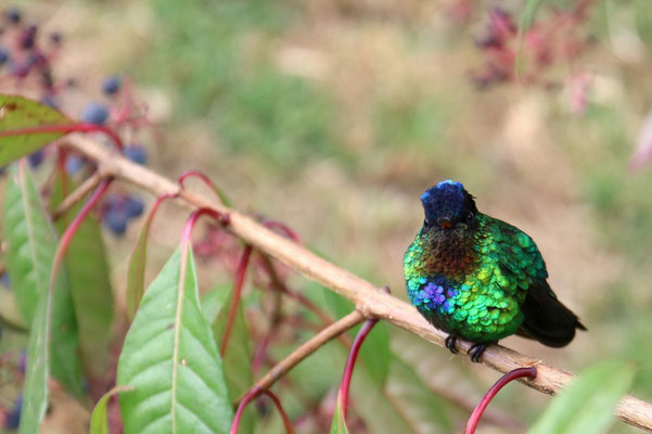 Costa Rica als Paradies für Ornithologen
