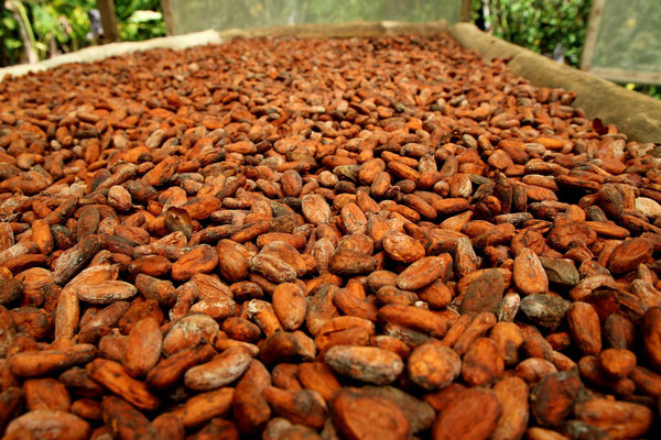 Kakaobohnen auf der lehrreichen Schoggi-Tour bei Puerto Jimenez