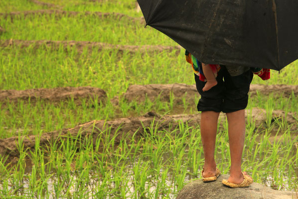Alt und Jung arbeiten in den zig-tausend Reisfeldern