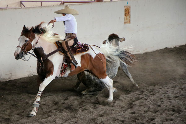Mexikanische Charreada (Wettkampf im Stiere einfangen)