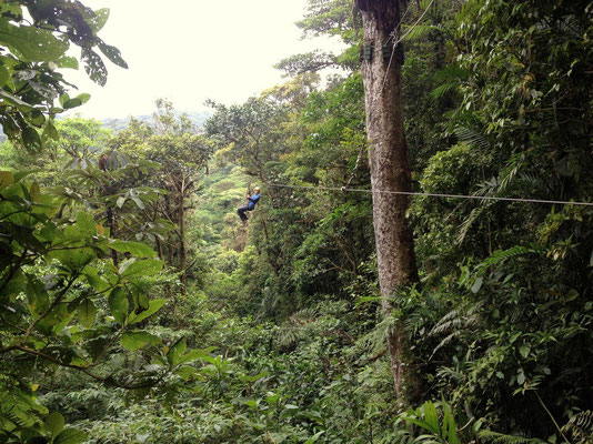 Flug am Stahlseil durch den Regenwald
