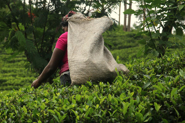 Im Hochland gibt's Tee - Sri Lanka ist grösster Tee-Exporteur weltweit.