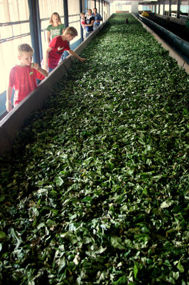 Besuch einer Teefabrik nahe bei Nuewara Eliya