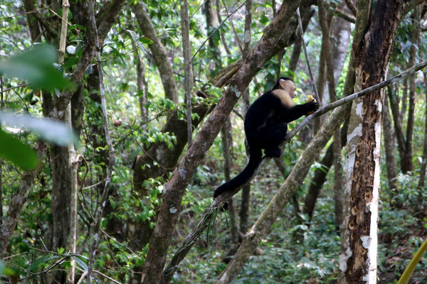 Weisskopf-Affe im Corcovado-Nationalpark