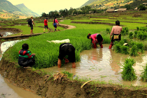 2-Tages-Trekking durch die Reisfelder bei Sapa