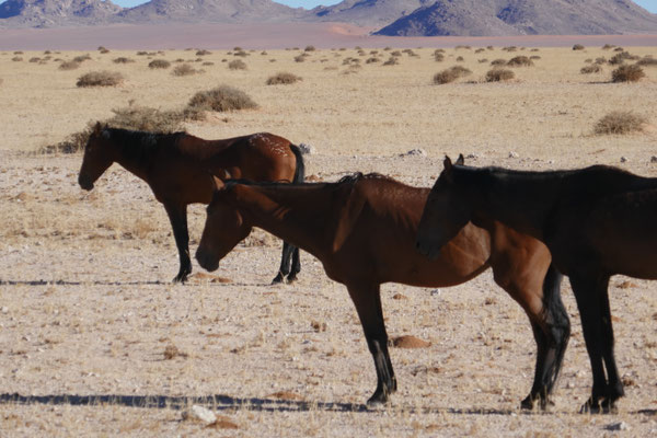 Wildpferde in der Nähe von Lüderitz