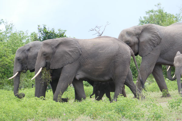 Suchbild: wo hat sich ein kleiner Elefant versteckt?