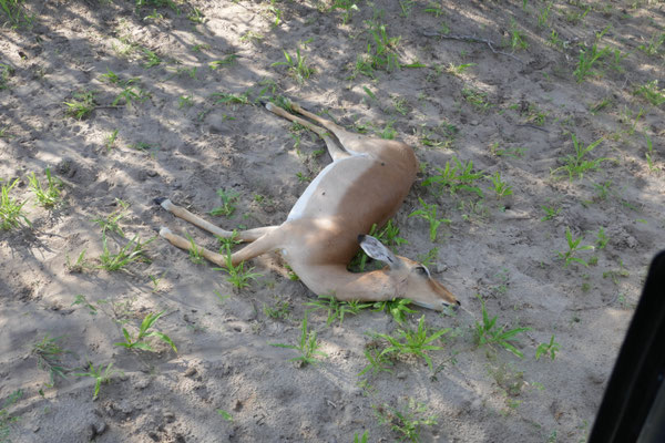 Die drei Geparden haben ein Impala erlegt, sie fühlten sich von uns gestört und verschwanden ersteinmal in die sichere Umgebung