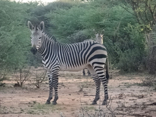 Guten Morgen Bergzebra!