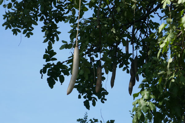 Leberwurstbaum